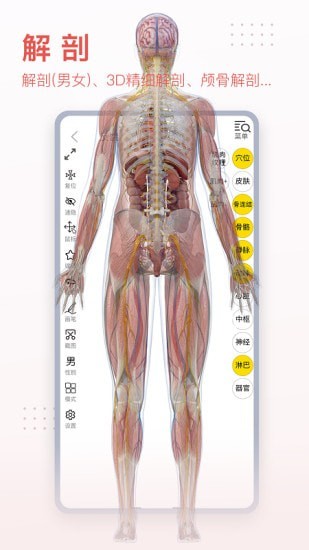 3Dbody艺用完整版